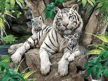 Charger l&#39;image dans la galerie, peinture par numéros | Tigres blanc en famille | animaux intermédiaire tigres | FiguredArt