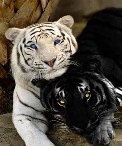 peinture par numéros | Tigres blanc et noir | animaux complexe tigres | FiguredArt
