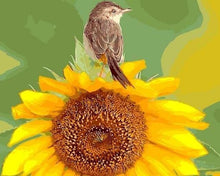 Charger l&#39;image dans la galerie, peinture par numéros | Tournesol et Oiseau | animaux fleurs intermédiaire oiseaux | FiguredArt