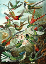 Charger l&#39;image dans la galerie, peinture par numéros | Tous les oiseaux | animaux, Complexe, france, oiseaux | FiguredArt