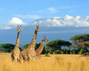 peinture par numéros | Trois girafes dans la Brousse | animaux girafes intermédiaire paysages | FiguredArt