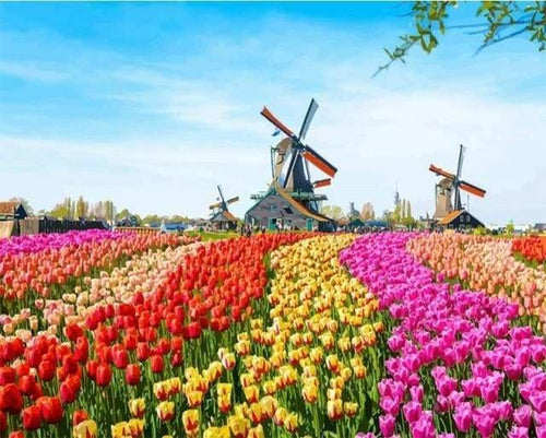 peinture par numéros | Tulipes et Moulins à Vent | complexe fleurs paysages | FiguredArt