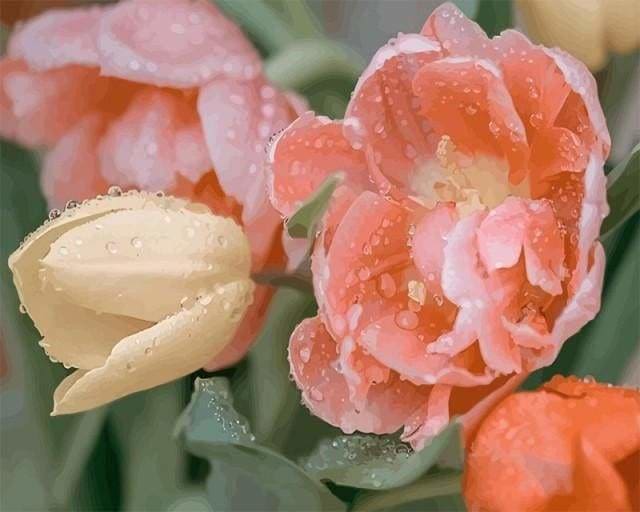 peinture par numéros | Tulipes et Rosée | fleurs intermédiaire | FiguredArt