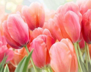 peinture par numéros | Tulipes | fleurs intermédiaire | FiguredArt