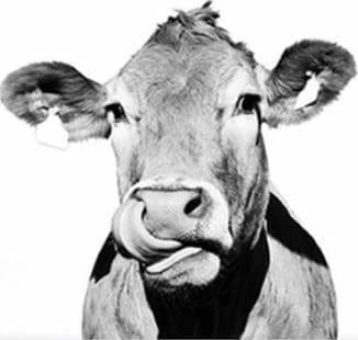 peinture par numéros | Vache et noir et blanc | animaux complexe vaches | FiguredArt