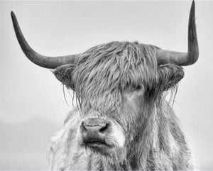 peinture par numéros | Yak blanc | animaux bisons and yacks complexe | FiguredArt