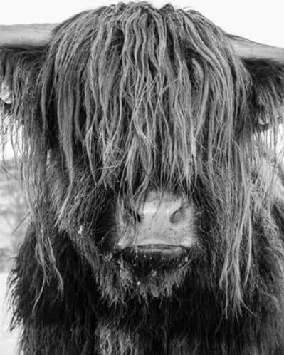 peinture par numéros | Yak ébouriffé | animaux complexe | FiguredArt