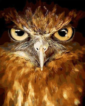 Charger l&#39;image dans la galerie, peinture par numéros | Yeux perçants de Faucon | animaux chouettes et hiboux intermédiaire oiseaux | FiguredArt